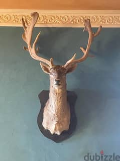 Fallow Deer Head with Giant Antlers