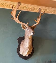 Fallow Deer Head with Giant Antlers