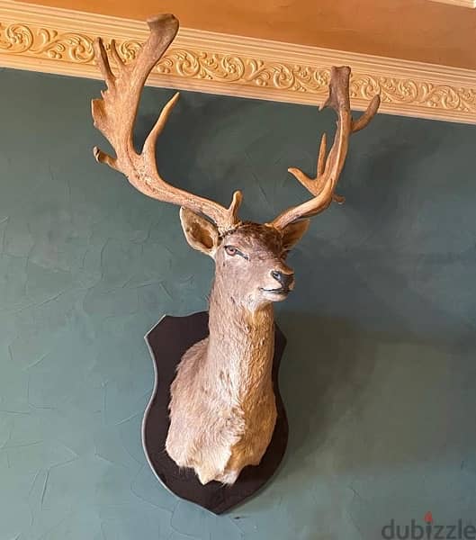 Fallow Deer Head with Giant Antlers 1