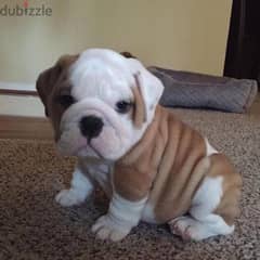 English Bulldog Puppies- Dog كلاب DELIVERY