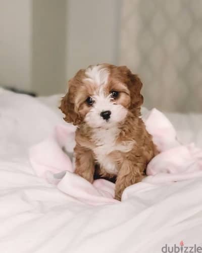 Maltipoo