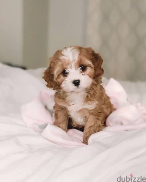 Maltipoo Imported white and brown 0