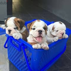 English Bulldog Puppies dog كلاب