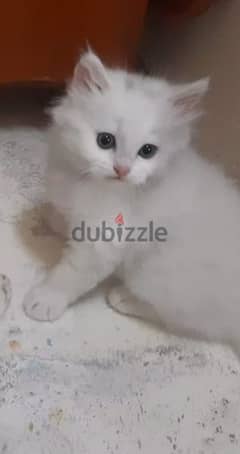 White kittens with blue eyes