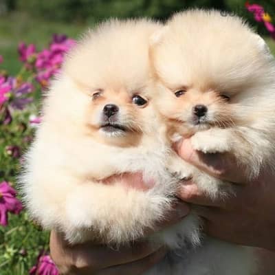 Pomeranian Imported