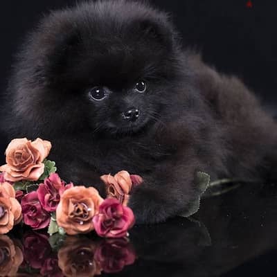 SMALLEST SIZE Pomeranian Black