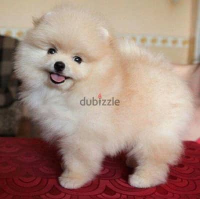 Imported Pomeranian Cream SMALL