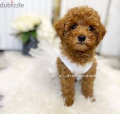 Toy Poodle Imported DELIVERY available