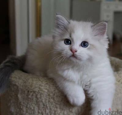 imported Ragdoll Kitten CUTE per request