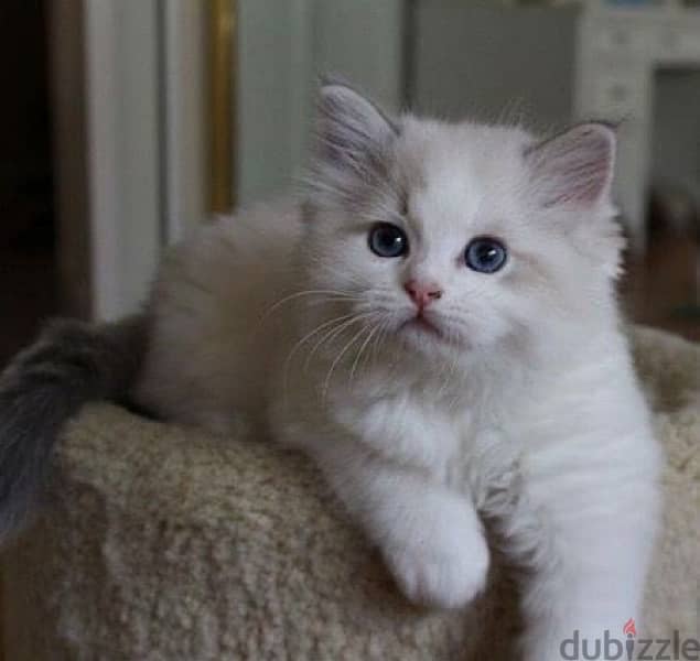 imported Ragdoll Kitten CUTE per request 0