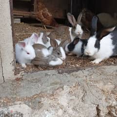new rabbits for sale