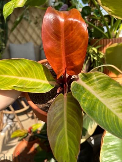 Plant Philodendron Prince of Orange