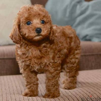 Toy Poodle Puppies/ dog كلاب