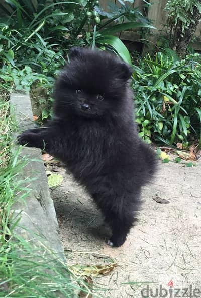 Black Pomeranian puppy Dog كلاب