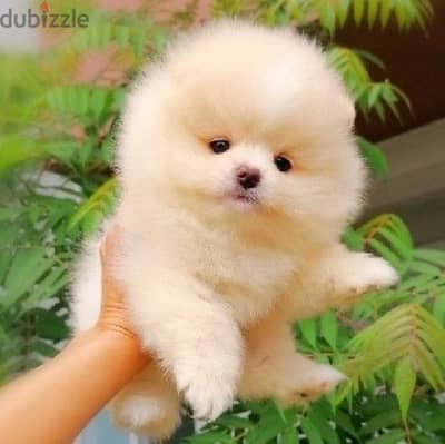 Pomeranian imported cream teacup