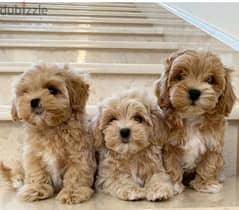 Miniature Labradoodle Imported Cream 0