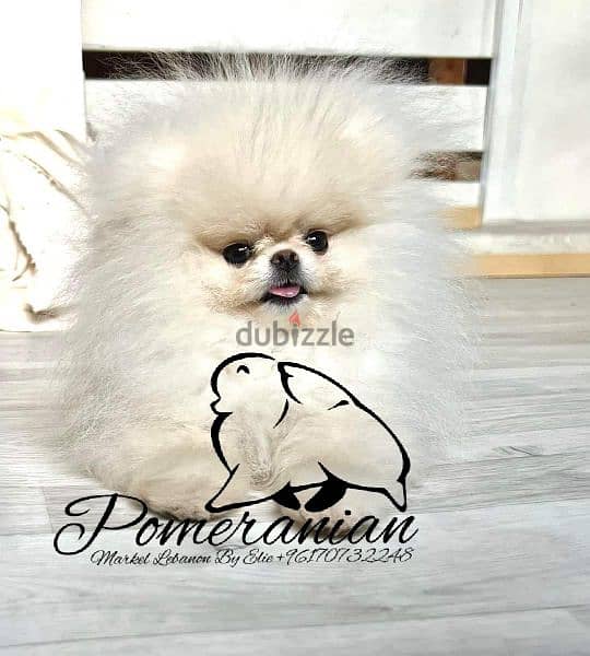 Where The Pure Pomeranian Breed Is Shown 4