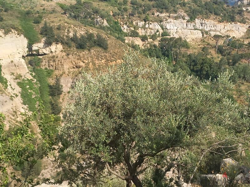ارض للبيع في شارون جبل عاليه land for sale in sharon mount lebanon 10