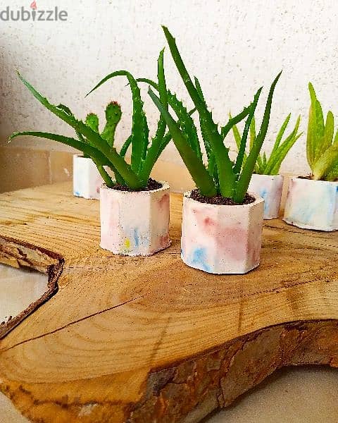 handmade concrete pot plants, ازهار طبيعية 12