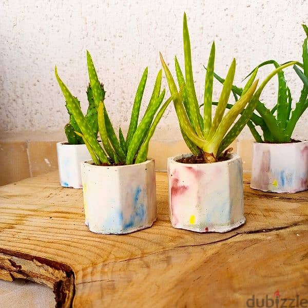 handmade concrete pot plants, ازهار طبيعية 13