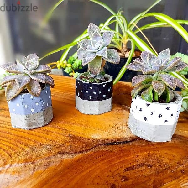 handmade concrete pot plants, ازهار طبيعية 16