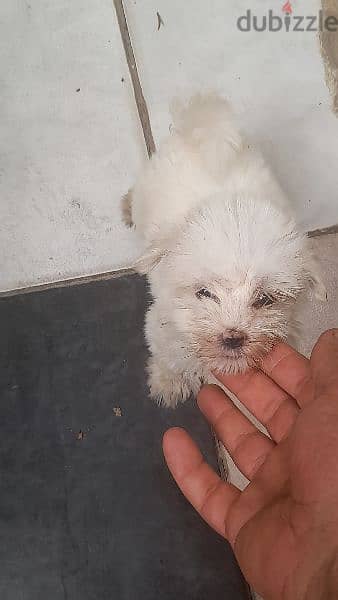 bichon male 6