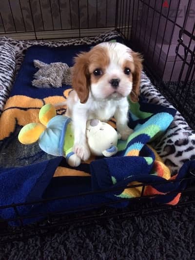 Cavalier king charles Puppy CUTE