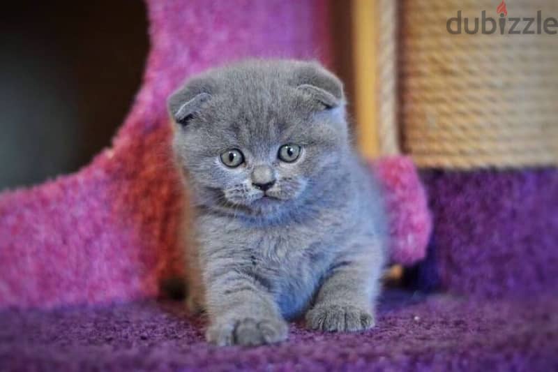 Scottish fold Blue 0