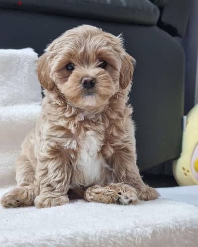 Maltipoo Imported