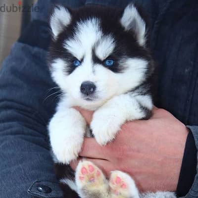 Husky Puppy/ Black & White Coat and Bi-Color Eyes/ Available Dog كلاب