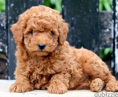 toy poodle imported Delivery available