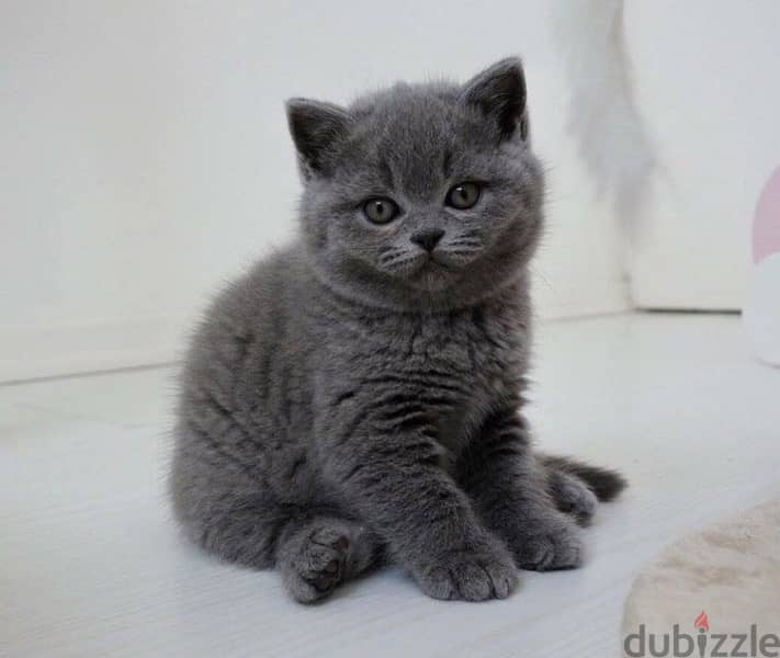 British Kitten Grey delivery available 0