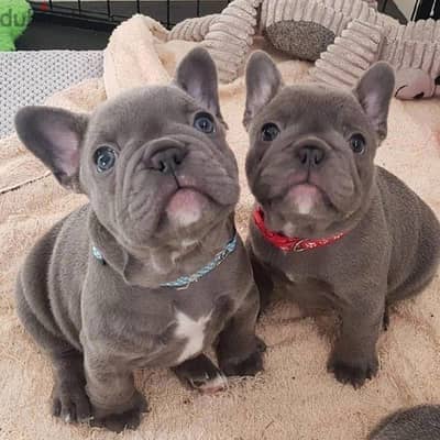 French Bulldog Blue Puppies - dog كلاب