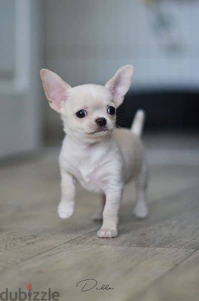 Chihuahua