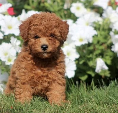 Toy Poodle puppy imported