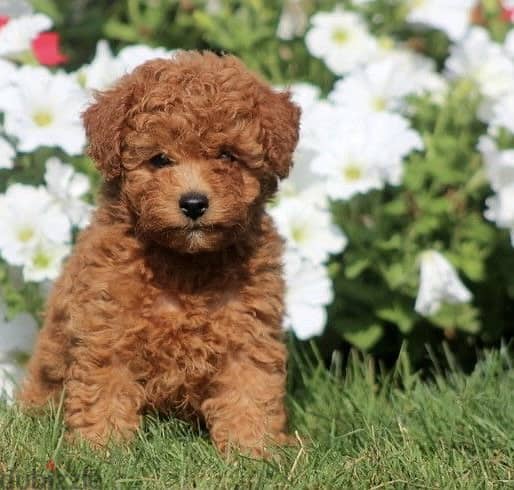 Toy Poodle puppy imported 0