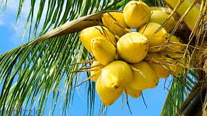 Coconut tree  أشجار جوز الهند