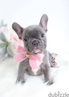 French bulldog Blue puppy DELIVERY/ dog 0