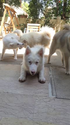 Best offer Pure pomsky puppies