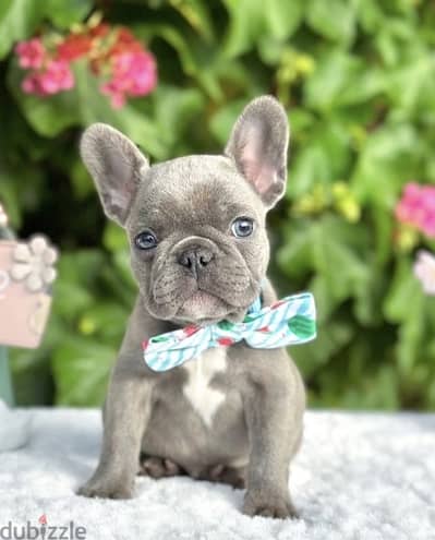 French Bulldog Lilac imported