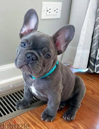 French bulldog Blue puppy/ dog كلاب كلب