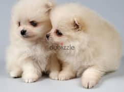 Pomeranian Spitz plus delivery too