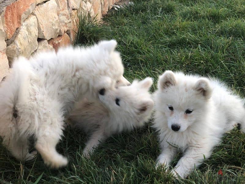 Samoyed puppies- reserve yours now 1