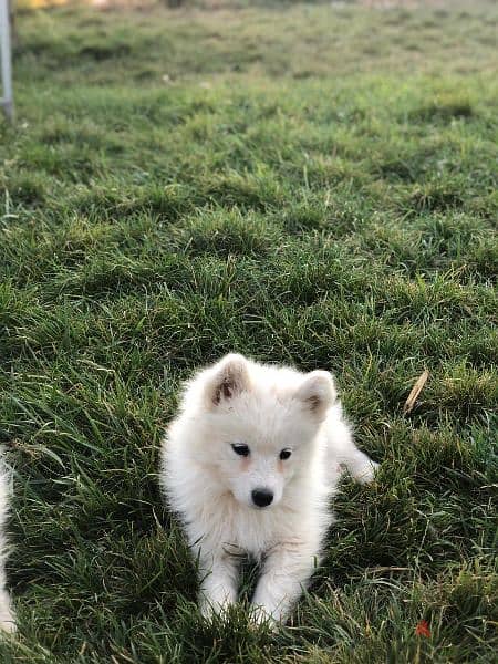 Samoyed puppies- reserve yours now 2