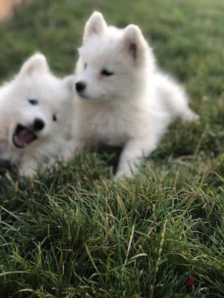 Samoyed puppies- reserve yours now 3