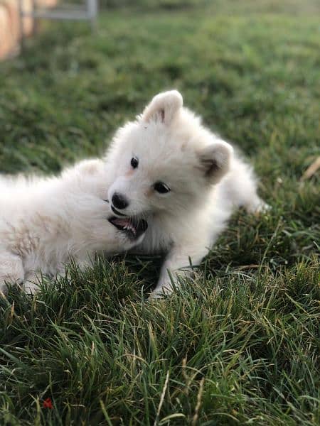 Samoyed puppies- reserve yours now 4