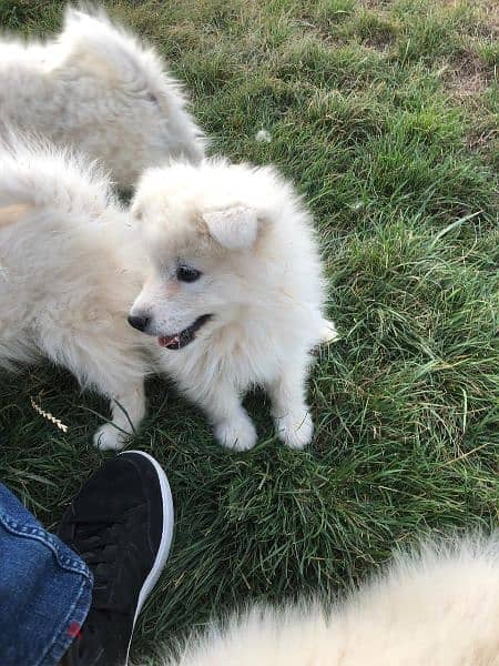 Samoyed puppies- reserve yours now 6