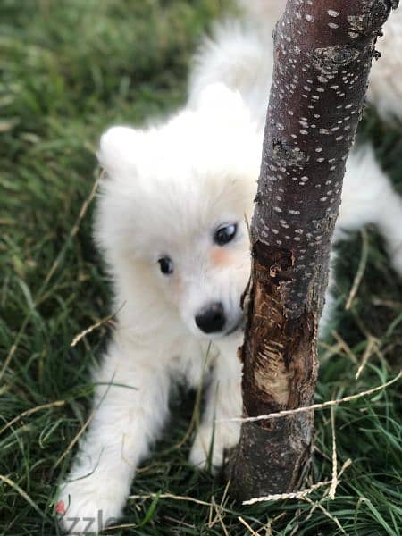 Samoyed puppies- reserve yours now 7