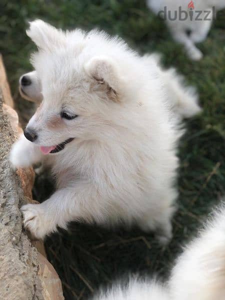 Samoyed puppies- reserve yours now 8