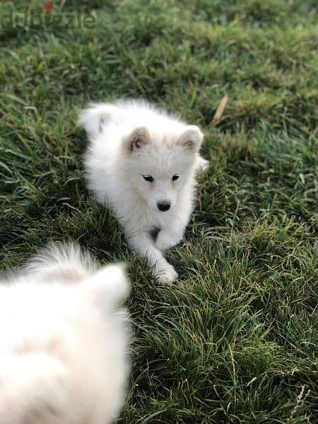 Samoyed puppies- reserve yours now 9